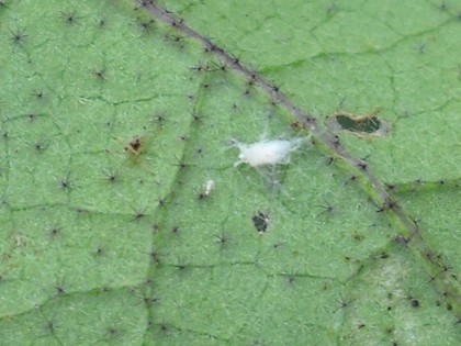 20100907 2.jpg