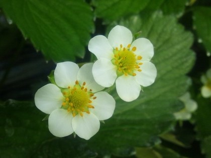 20111129あきひめ花.jpg