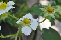 20111205 026.jpg