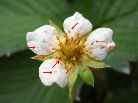 スリップスに寄生されたいちごの花.jpg