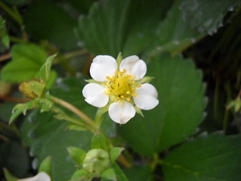 スリップスに寄生されたいちごの花2.jpg