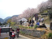 桜まつり到着.jpg