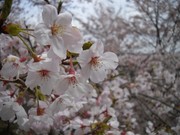 桜アップ.jpg