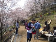 桜野桜まつり.jpg