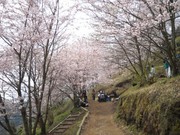 桜野桜まつり2.jpg