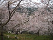桜野桜まつり4.jpg