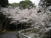 桜野入り口2.jpg