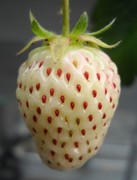 着色不良果3.jpg