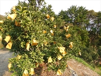 DSCN3279_R.JPG