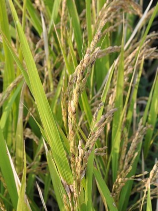もみ枯細菌病?.jpg