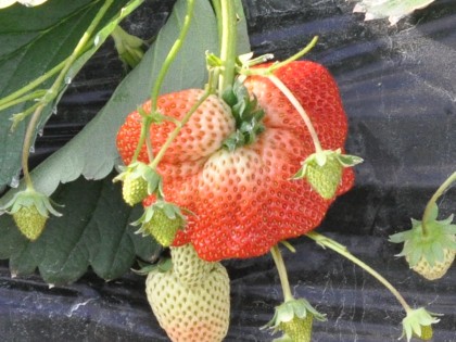 イチゴの花 今日の肴