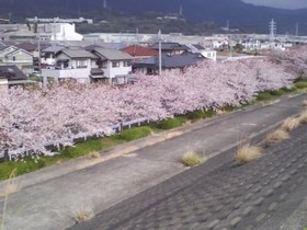 20110410庵原高校の裏.jpg