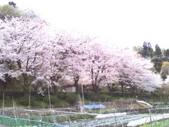 20110410本城山公園.jpg