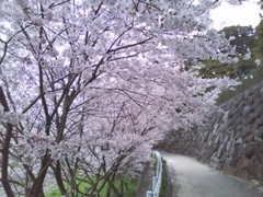 20110410本城山公園3.jpg
