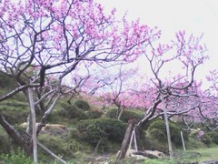 20110410田子の浦港.jpg