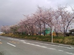 20110410田子の浦漁港.jpg