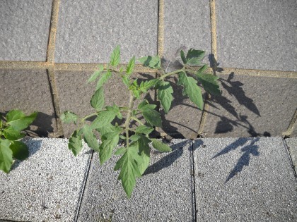 ど根性トマト01.jpg